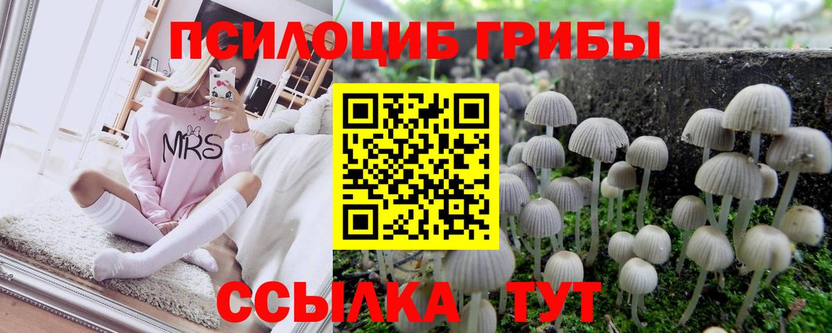 закладка  Вход с VPN  Моздок  Галлюциногенные грибы Psilocybe 